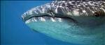 swim with whale sharks in holbox